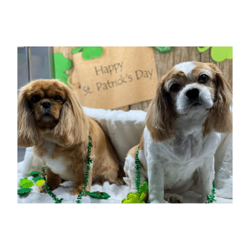 The Confident Canine Dog Training & Boarding West Palm Beach